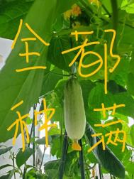海之声在线看